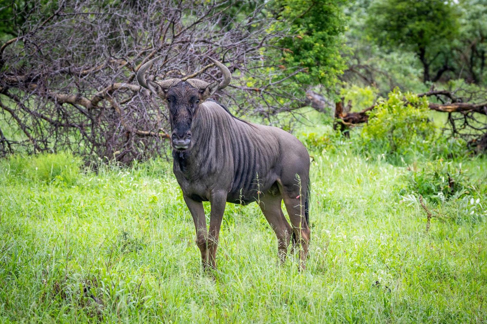 Tangala Safari Camp Villa Thornybush Wildreservaat Buitenkant foto