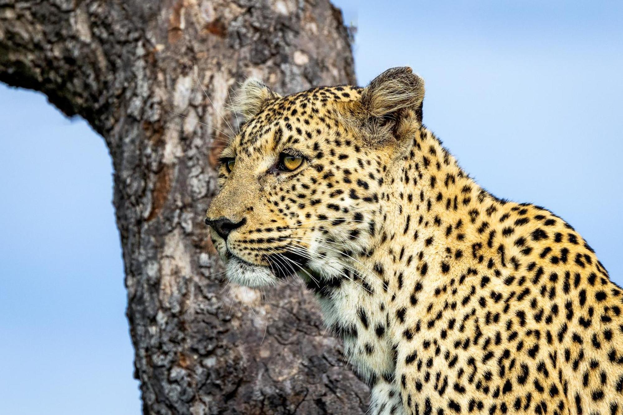 Tangala Safari Camp Villa Thornybush Wildreservaat Buitenkant foto
