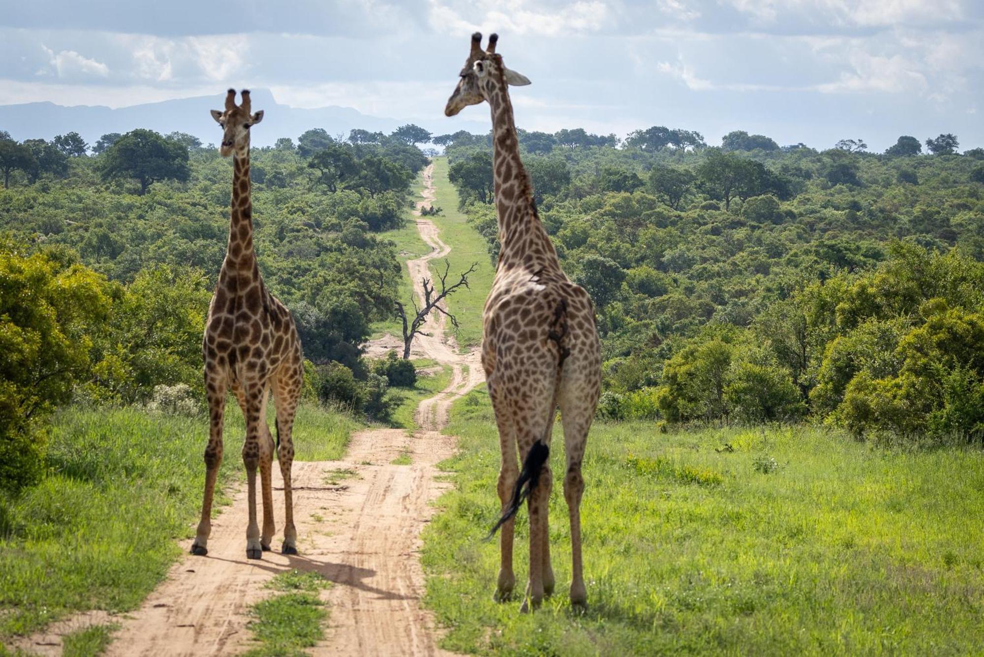 Tangala Safari Camp Villa Thornybush Wildreservaat Buitenkant foto