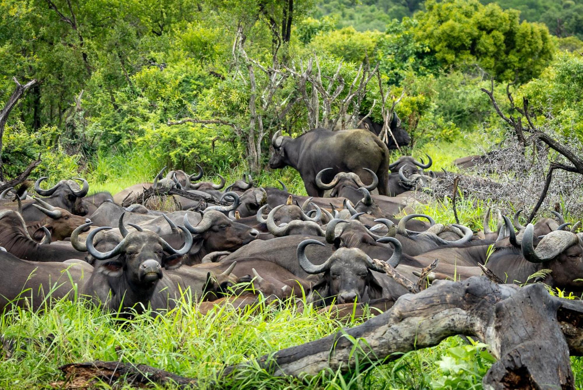 Tangala Safari Camp Villa Thornybush Wildreservaat Buitenkant foto