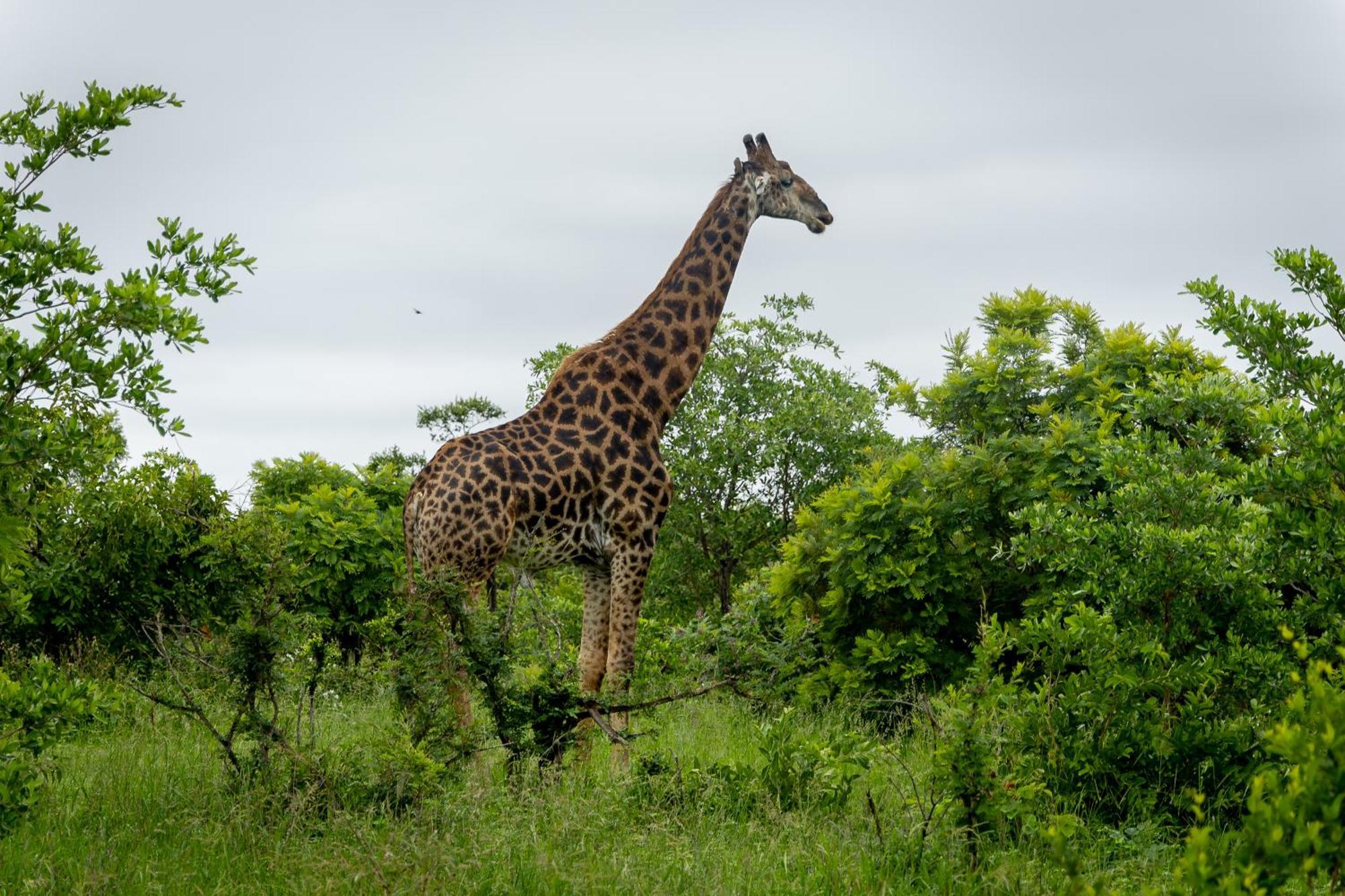 Tangala Safari Camp Villa Thornybush Wildreservaat Buitenkant foto