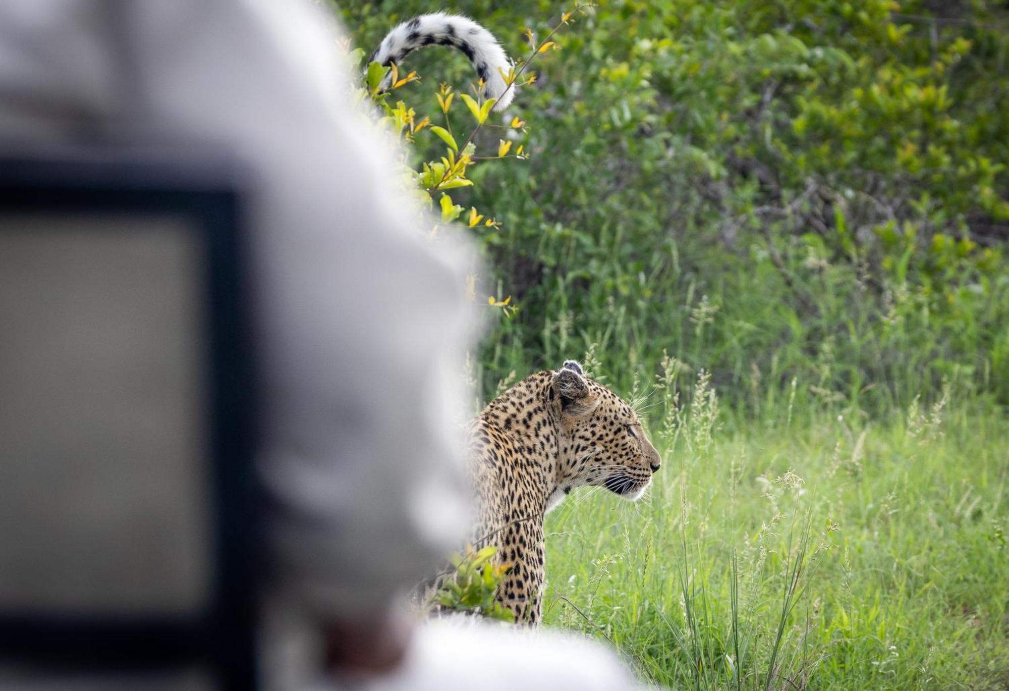Tangala Safari Camp Villa Thornybush Wildreservaat Buitenkant foto