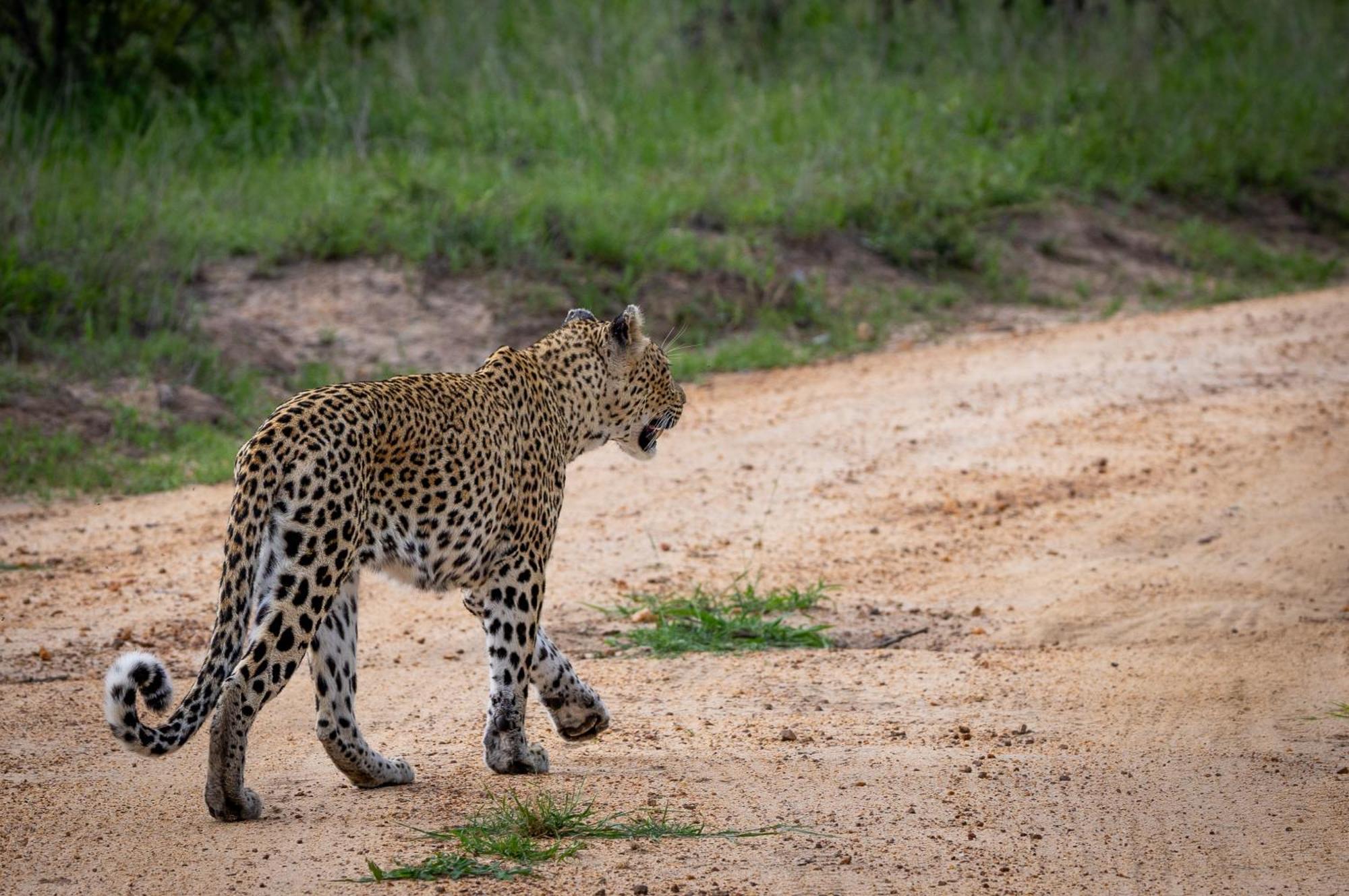 Tangala Safari Camp Villa Thornybush Wildreservaat Buitenkant foto