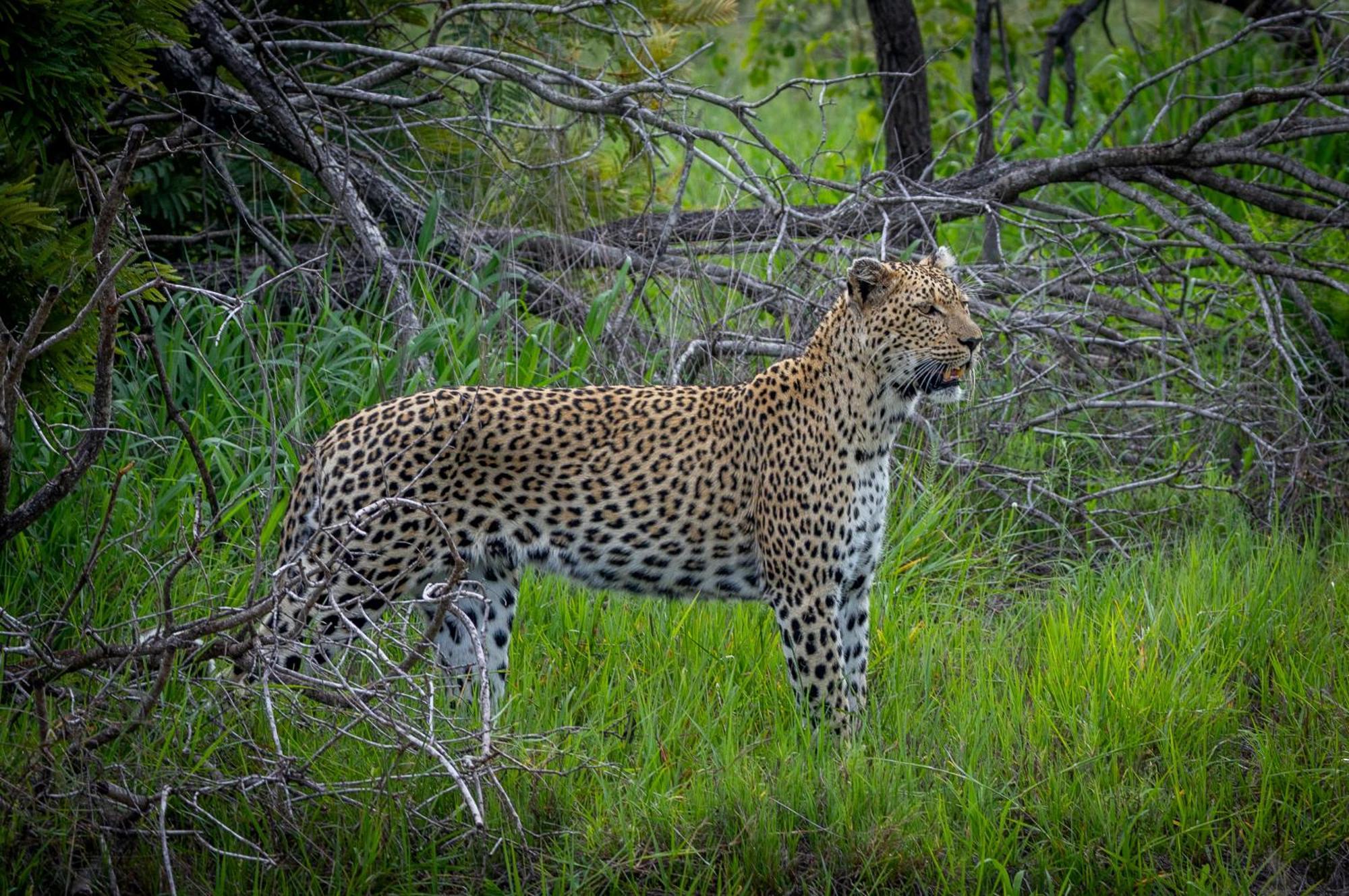 Tangala Safari Camp Villa Thornybush Wildreservaat Buitenkant foto