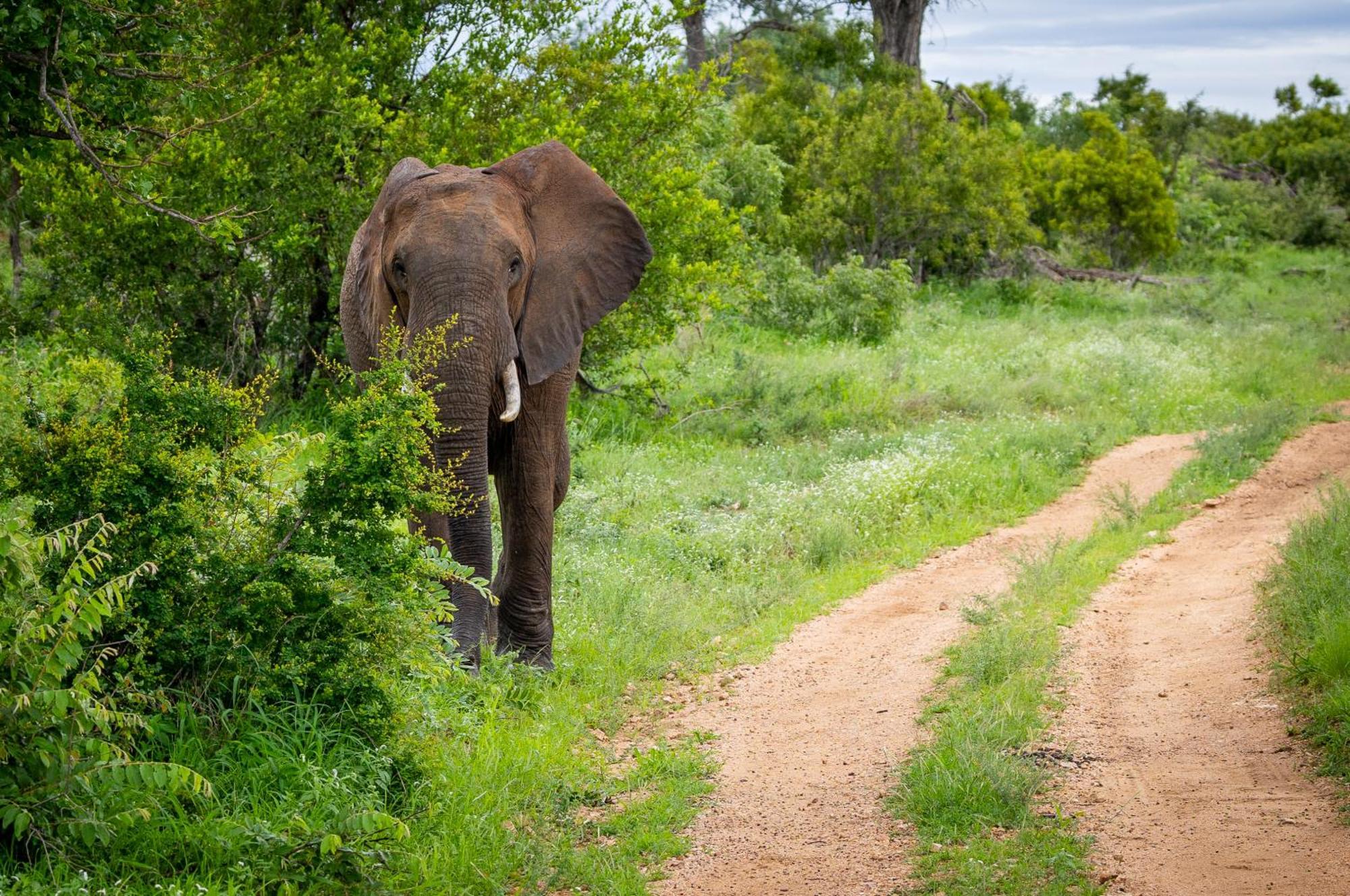 Tangala Safari Camp Villa Thornybush Wildreservaat Buitenkant foto