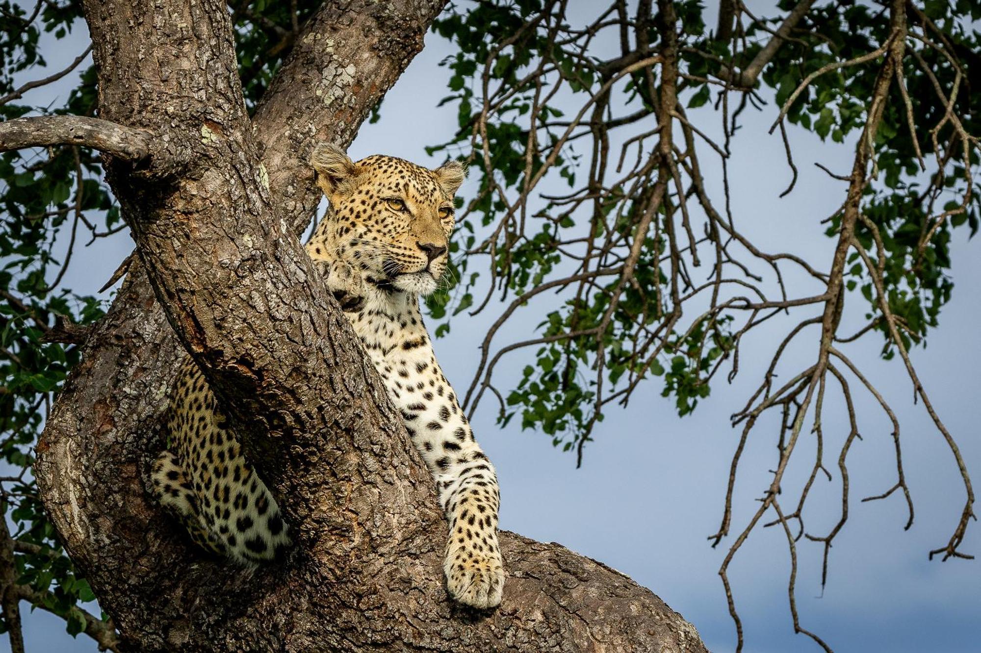 Tangala Safari Camp Villa Thornybush Wildreservaat Buitenkant foto
