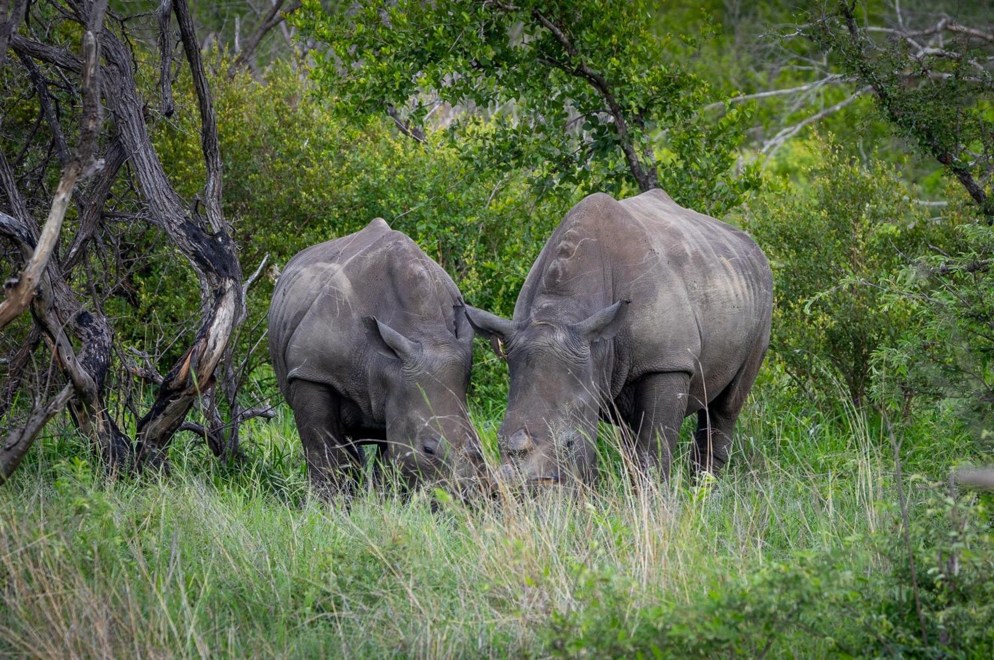 Tangala Safari Camp Villa Thornybush Wildreservaat Buitenkant foto