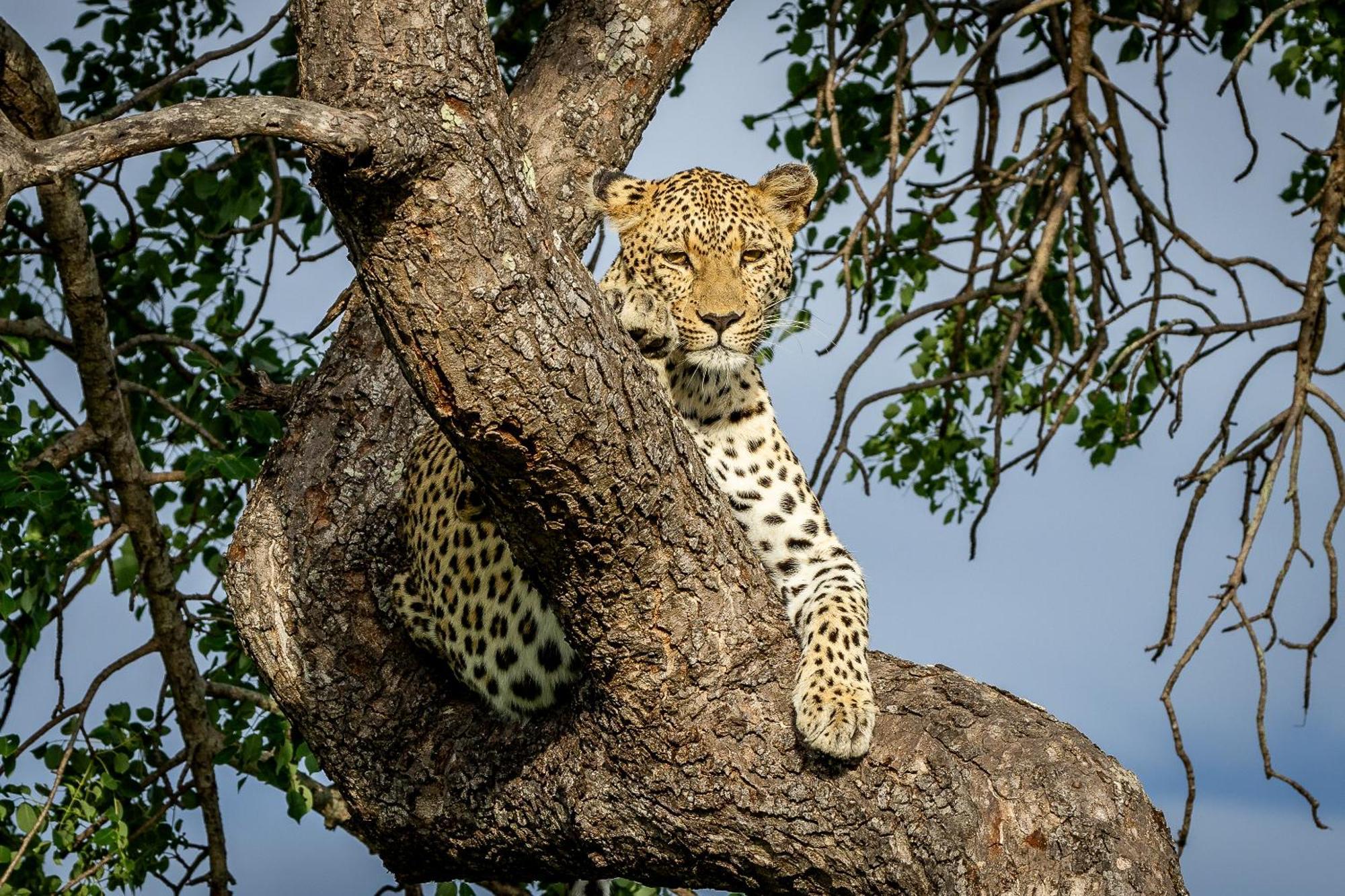 Tangala Safari Camp Villa Thornybush Wildreservaat Buitenkant foto